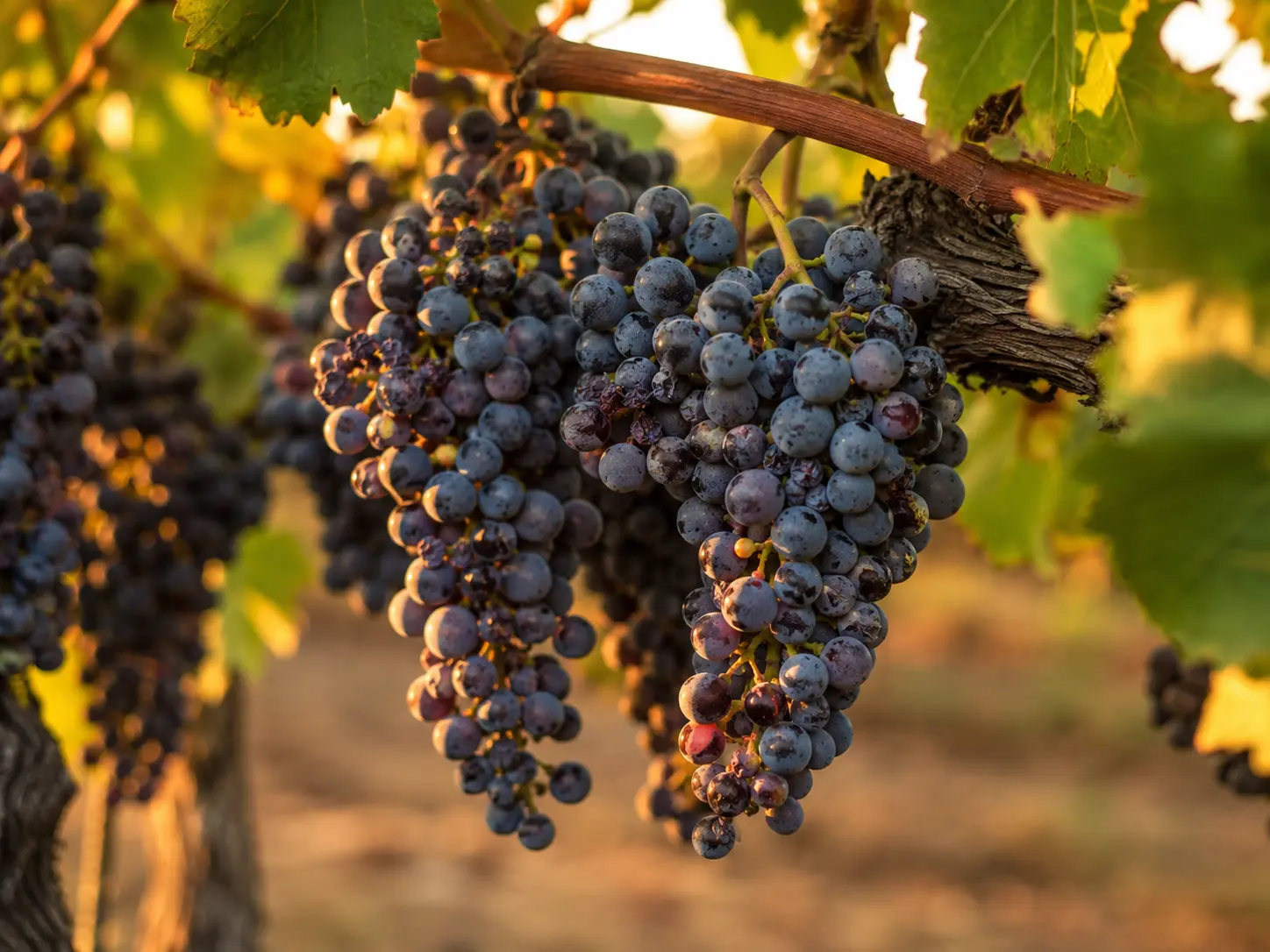 A cluster of dark Pinot Noir grapes on the vine