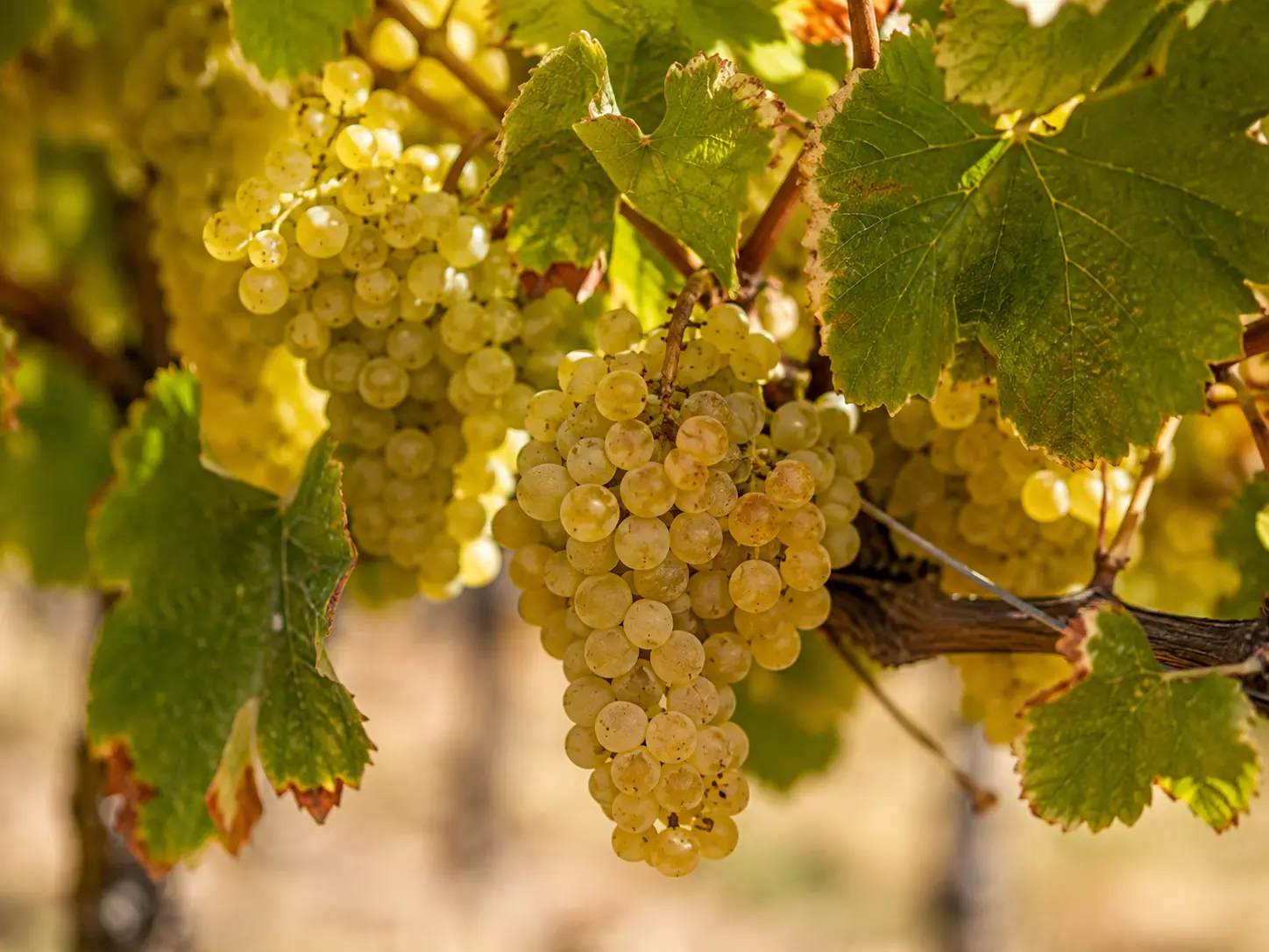 A cluster of golden-green Chardonnay grapes on the vine
