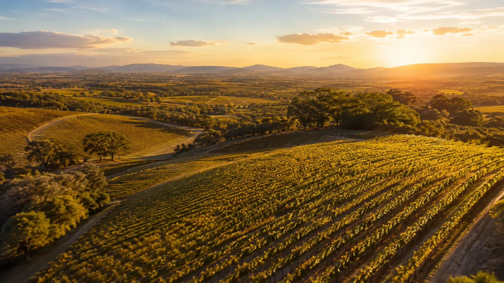Golden morning light across a hillside vineyard panorama