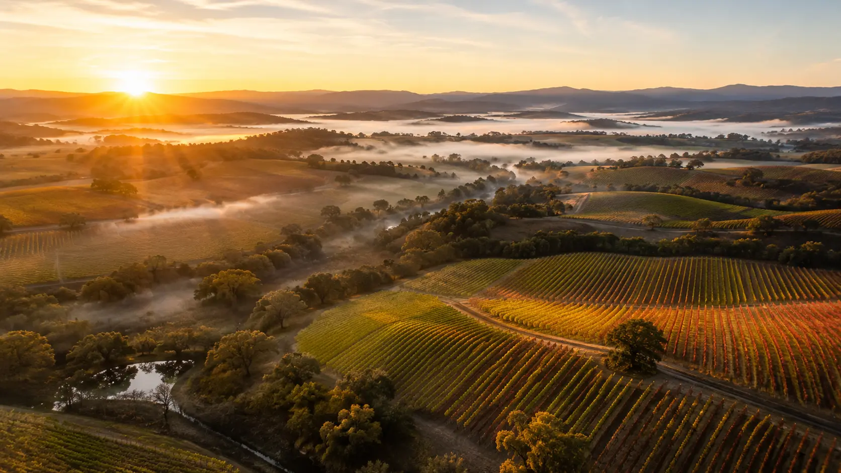Aerial view of rolling vineyard blocks at dawn with valley fog beyond