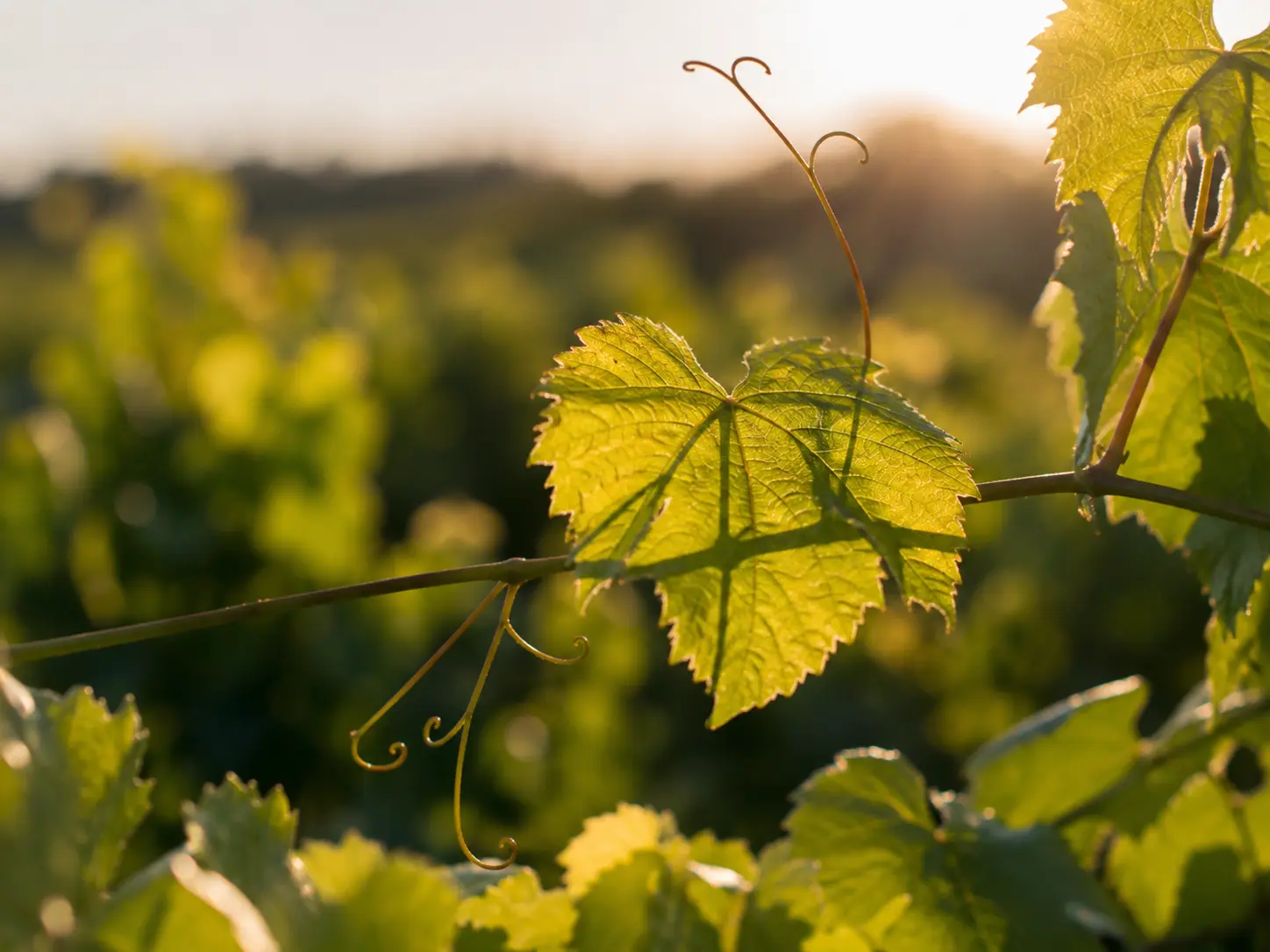 A vine leaf backlit by soft golden sunlight