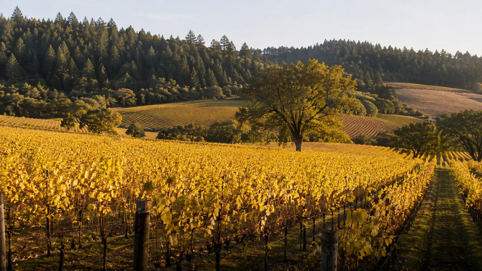 A lone oak standing among golden autumn vine rows in Sonoma County